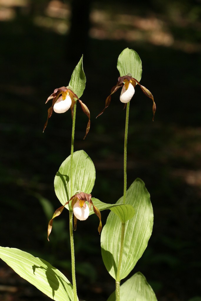 Mountain Lady's Slipper