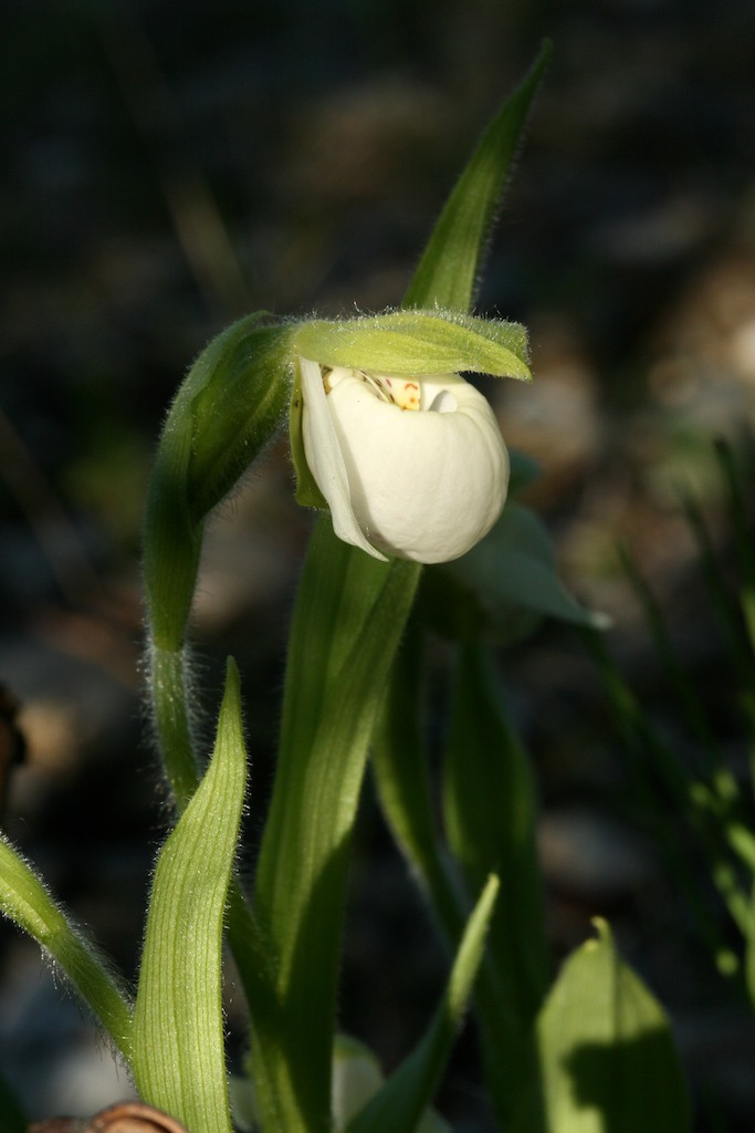 Northern Lady Slipper (also known as Sparrow's Egg Lady's  Slipper) growing in Bettles, Alaska