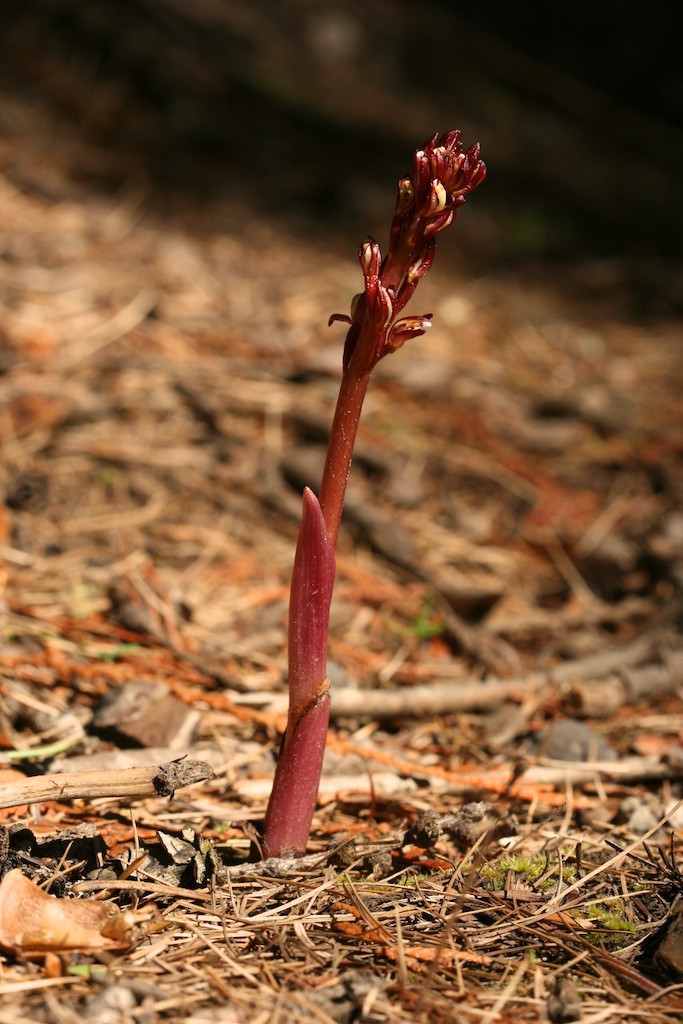 Spotted coralroot before flowers emerge