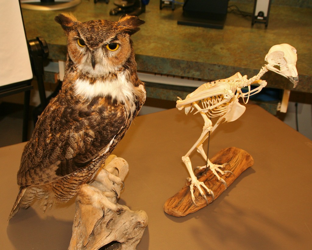A great horned owl next to its skeleton in the Kootenai National Wildlife Refuge Education Barn