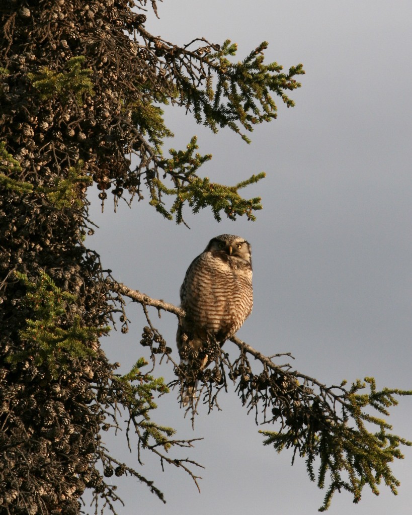 Northern Hawk Owl near Bettles, Alaska