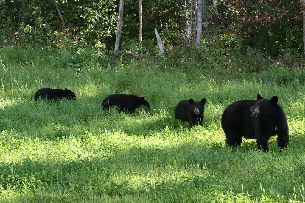 A family of black bears identified by the straight-profile face of the mother bear