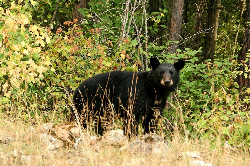 Black bears have larger, longer, more pointed ears than grizzly bears.