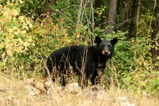 Black Bear