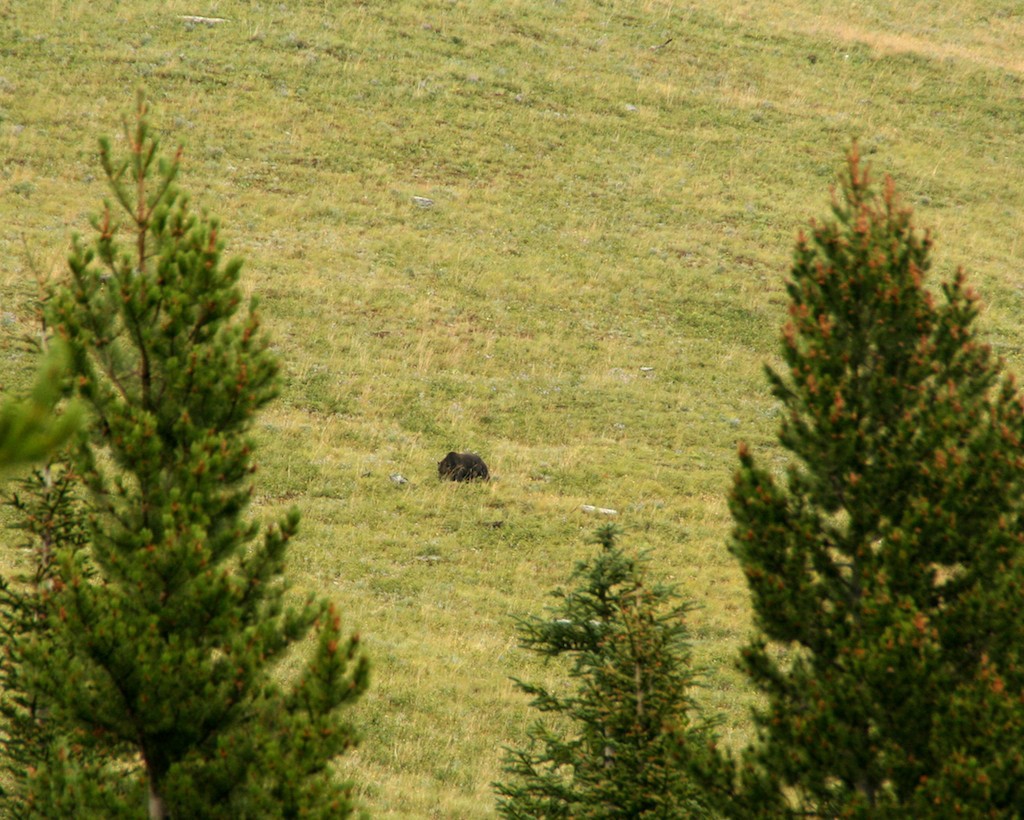 The distinctive shoulder hump of a grizzly bear can be seen from a distance.