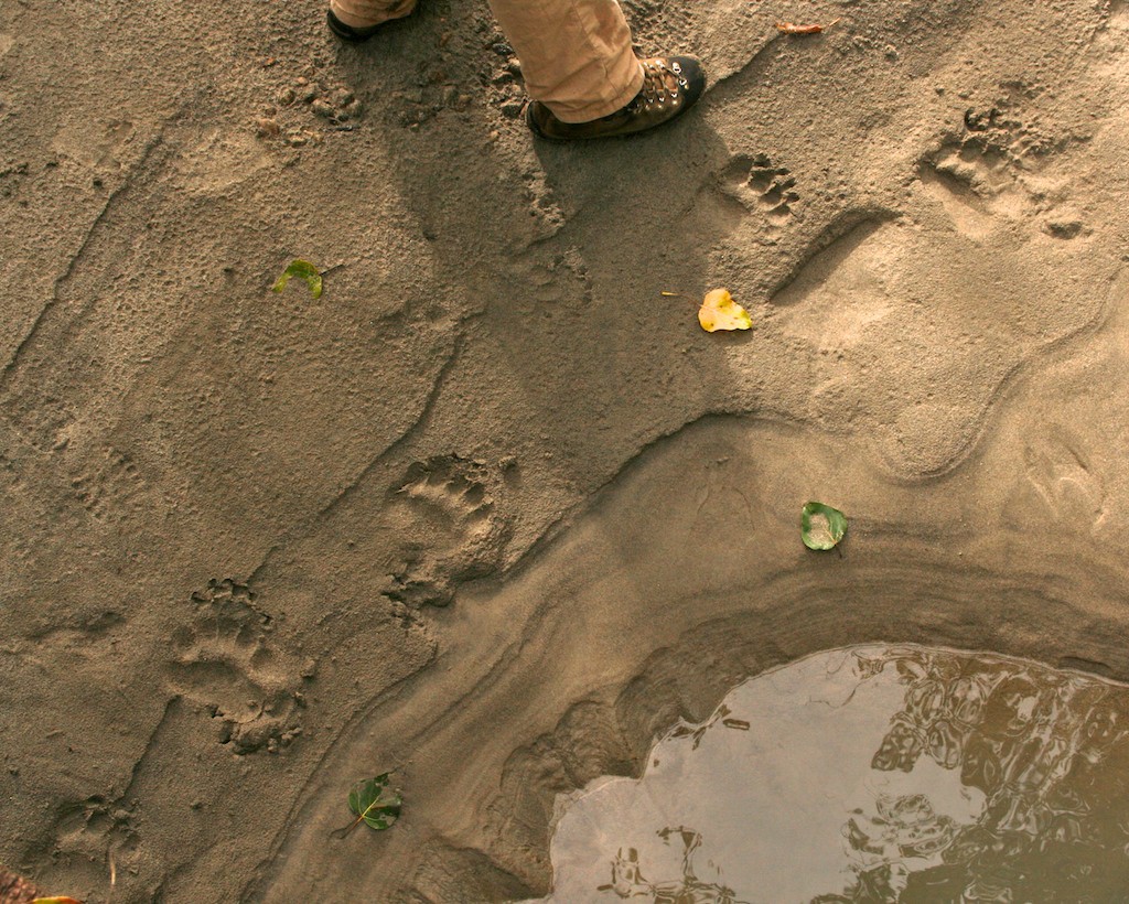 Bear tracks in wet sand.