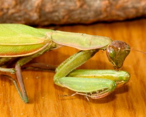 Spiny forelegs and triangular head characterize the praying mantis