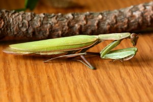 A praying mantis specimen