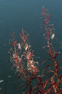 Seed pods on the fireweed are already opening.