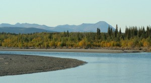 Leaves beginning to turn color on the banks of the Koyukuk River in Bettles, Alaska.