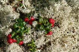 Low-bush cranberries among reindeer lichen.