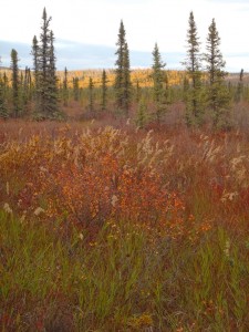 Autumn in the boreal forest.