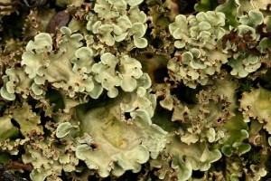 Foliose lichen