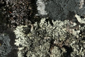 A diverse array of lichens can grow in a small area