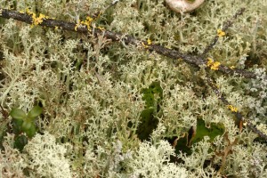 Foliose and fruticose lichens