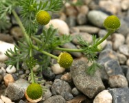 Pineapple weed