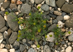 Pineapple weed thrives in the poorest soils, especially gravel driveways.