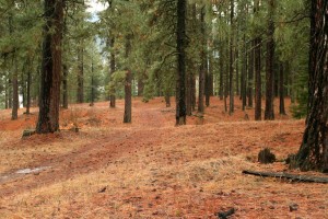 Open stands of ponderosa pine create a park-like setting