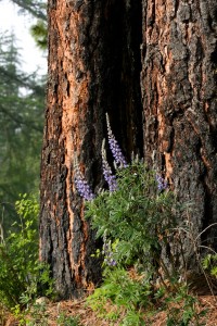 Purple lupine bloom next to charred ponderosa pines that survived a forest fire.
