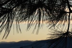 Long needles of the ponderosa pine.