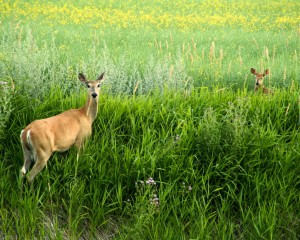 White-tailed doe and fawn on edge of canola field