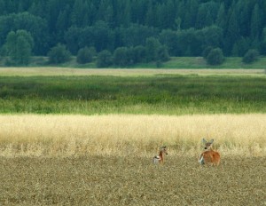 Fields near forests offer food with nearby cover