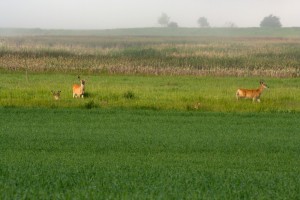 White-tailed bucks in vegetative cover at a field's edge