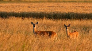 White-tailed deer in the Kootenai Valley