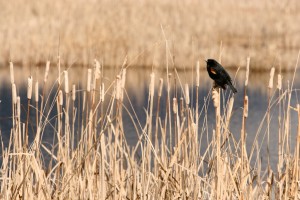A red-winged blackbird sings from its perch on a cattail stem