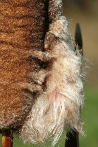 A cattail flower starting to burst open