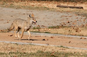 Coyote trotting down path in a California RV park.