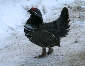 A male spruce grouse struts around displaying to nearby females in the late winter