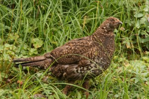 True to the name "fool's hen", this female didn't fly off immediately