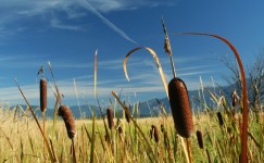 Cattails