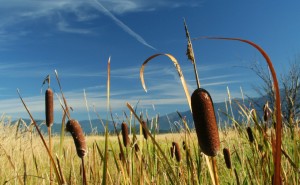 Cattails in the Kootenai Valley of Idaho