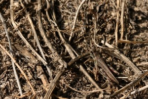 A grasshopper in late summer blends in with dried grass stems