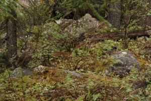 Can you find the three grouse in the boreal forest?