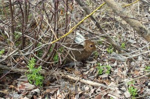 A snowshoe hare molting from white to brown in the spring