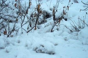 Can you find the ptarmigan?