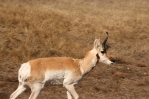 Pronghorn antelope shed the horn's keratinized sheath every year
