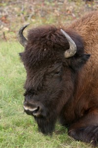 Woodland buffalo
