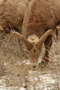 Bighorn sheep horns will eventually grow into a full curl