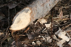 Beaver sign