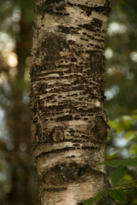 Sapsuckers drill holes for sap