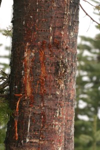 Black bear claw marks and sapsucker holes