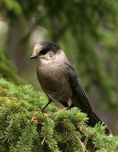 Gray Jay