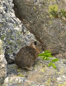 Pika collecting vegetation to dry