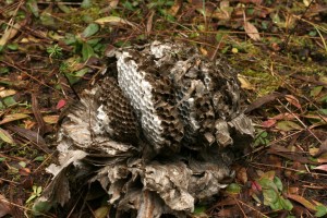 Inside of a hornet's nest