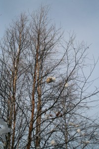 A bald-faced hornet nest that once was hidden by leaves