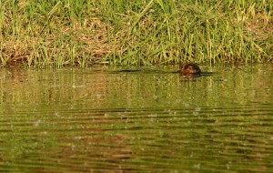 When beavers swim, sometimes only their head is visible